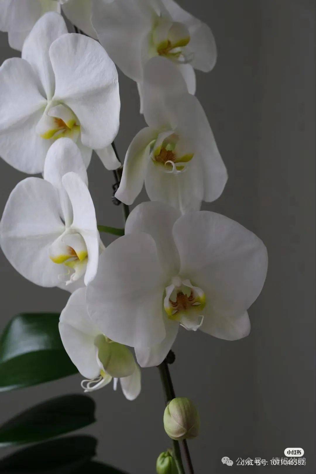 就,不想送康乃馨/买花大盗的花名册