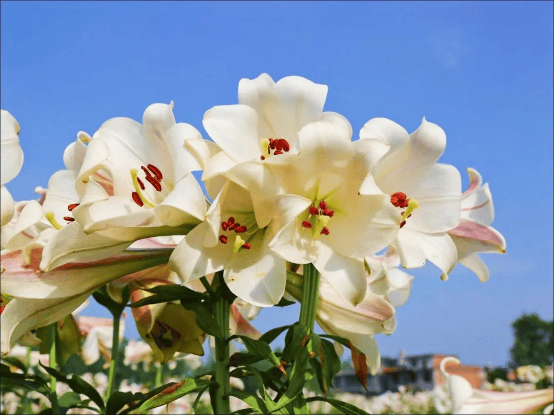 5月18日上午10:30"月白风清心旷神怡"