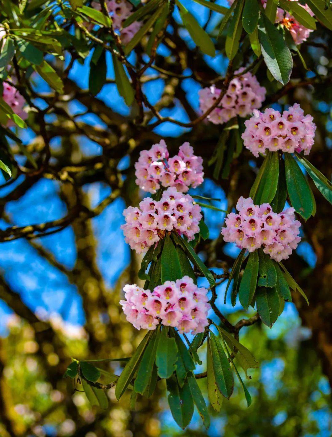 高山杜鹃盛放正艳!一波粉色温柔来袭
