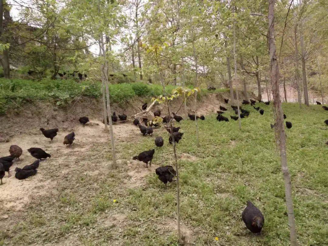 西坡镇:林下"金凤凰"串起"生态链"_养殖_产业化_发展