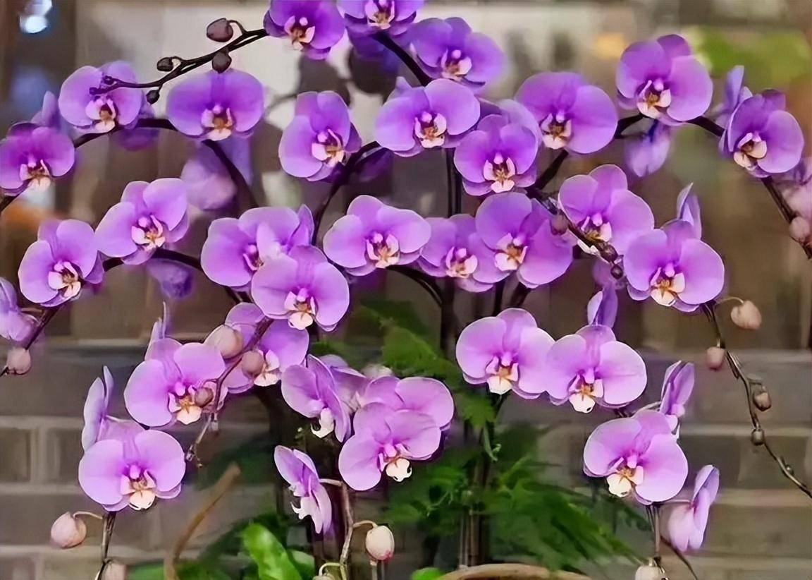 3,龙船花龙船花的花语:积极向上,健康吉祥,坚韧不拔.