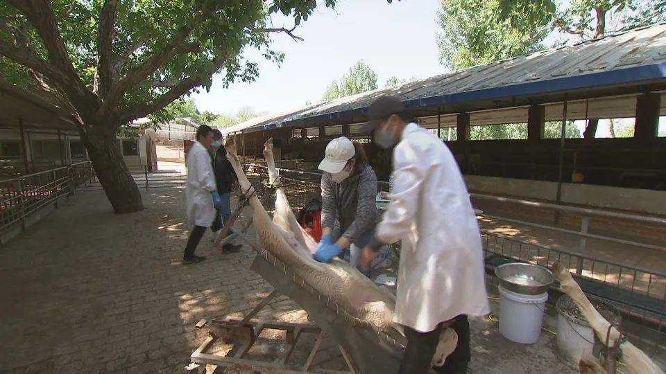 此次肉羊品种改良项目,引进进口纯种的萨福克,澳洲白羊和杜泊羊,通过