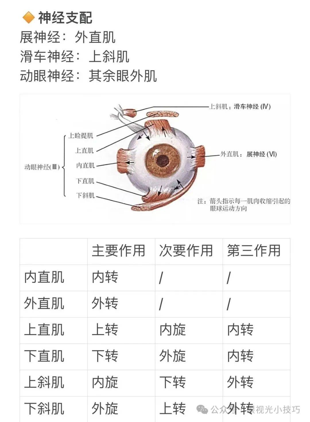 眼肌作用图片