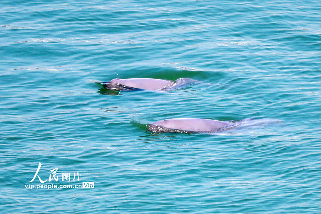 湖北宜昌:长江江豚逐浪嬉戏