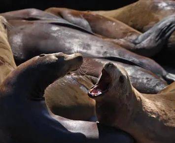 好憨!渔人码头海狮再次聚集