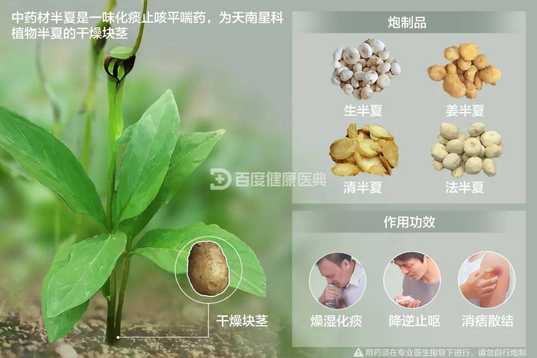 图片来源于百度健康医典半夏有毒早已被医药学家所确认.