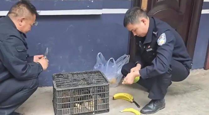 闯进"不知种类"野生动物,经鉴定得知它身份不一般~_狗獾_保护_彝良县