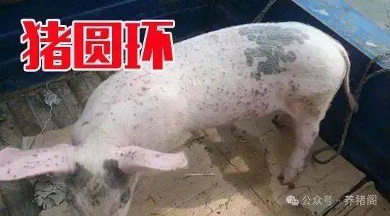 猪圆环病毒对猪有哪些危害?圆环病毒可能引发的猪疫病有哪些?