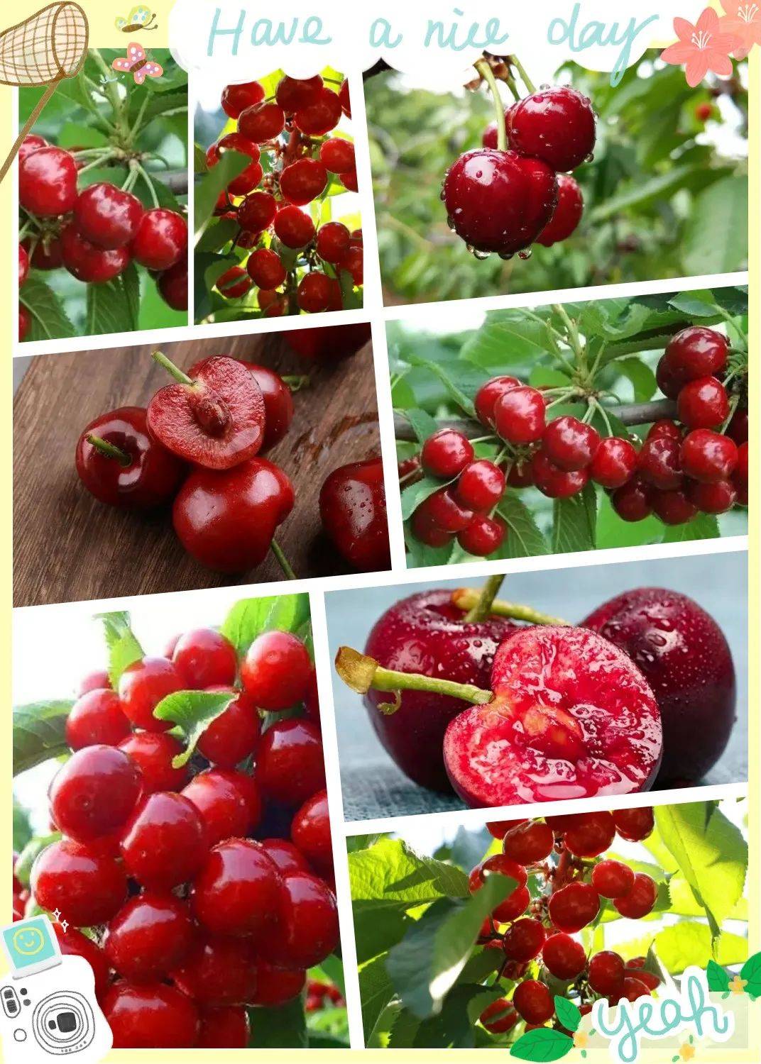 西集大樱桃来啦,95元抢通州东泽园3斤超值亲子采摘!_果品_郎东村_品种