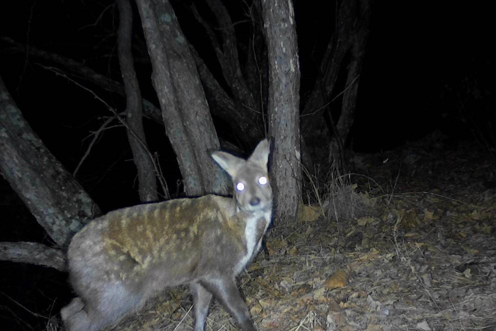 麝香_东北_伴侣