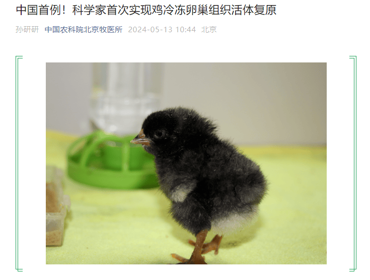 我国首次实现鸡冷冻卵巢组织复活,让白来航母鸡成功孵