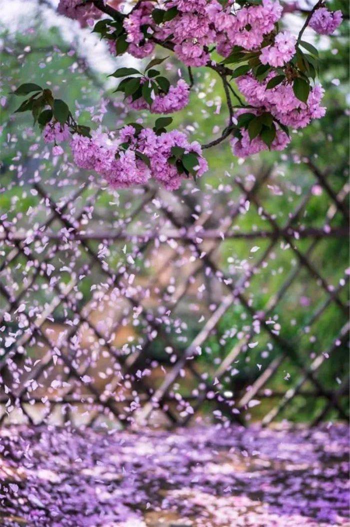 一荣一枯皆眼尘彼岸,花开成海,此岸,花落已成空暮春一雨,落花流水随春