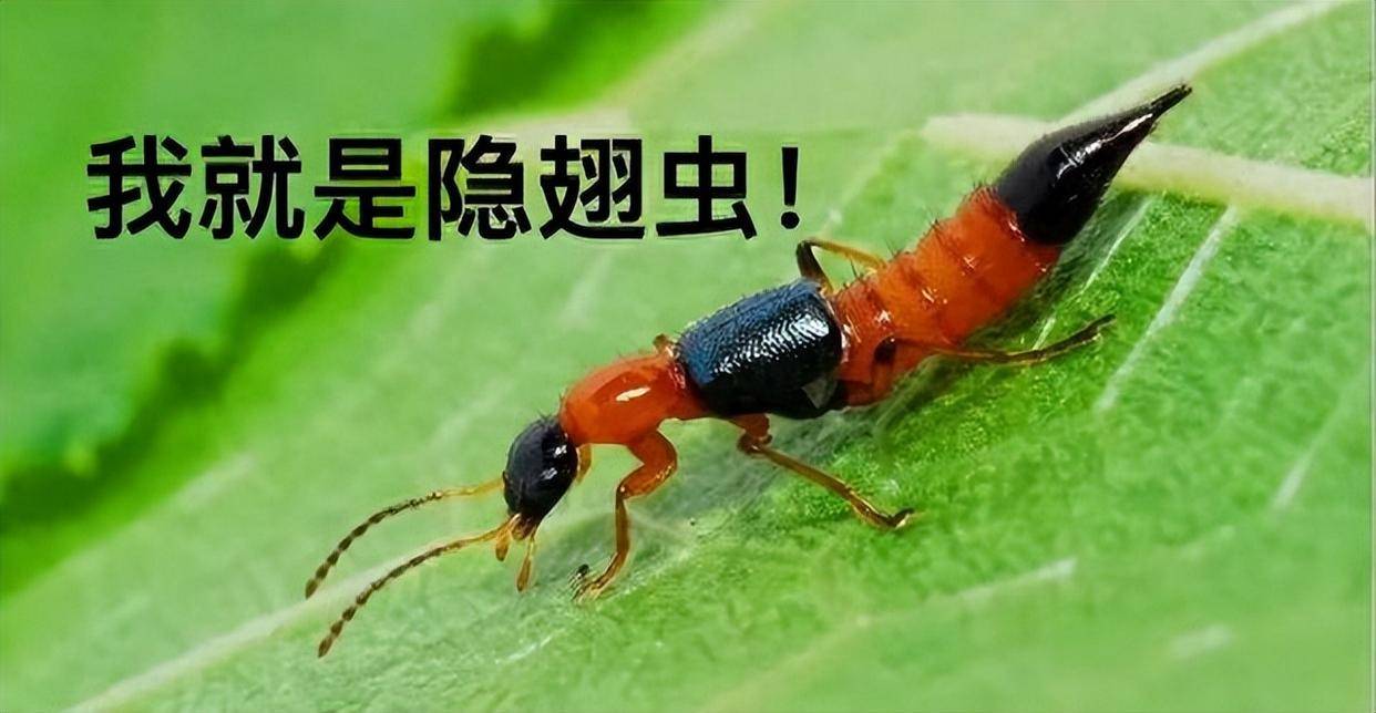 毒液堪比硫酸!湖南一女子被隐翅虫腐蚀眼皮,遇到了该怎么办?_皮肤_严