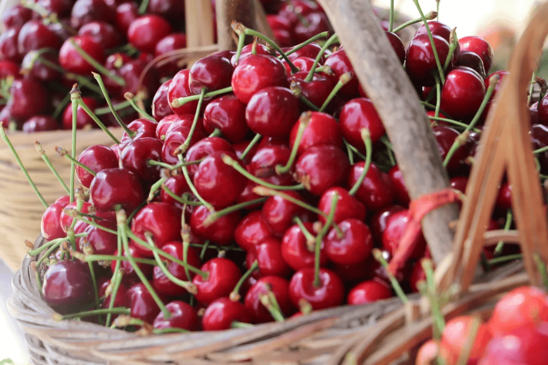 2024年莒南坪上(厉家寨)樱桃大荟即将开幕!