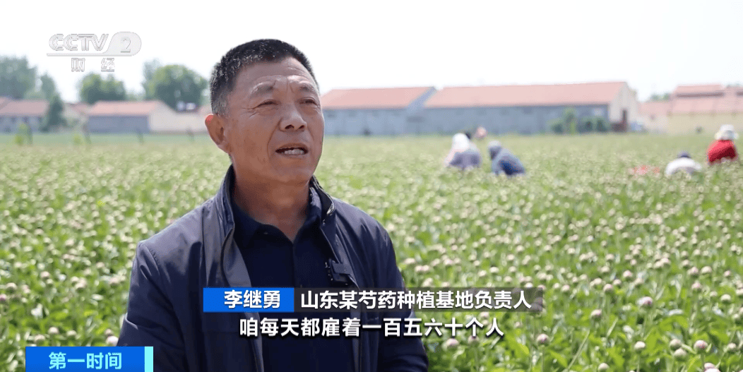 眼下,在滨州博兴县曹王镇的芍药种植基地,在正是芍药采收的大忙季节