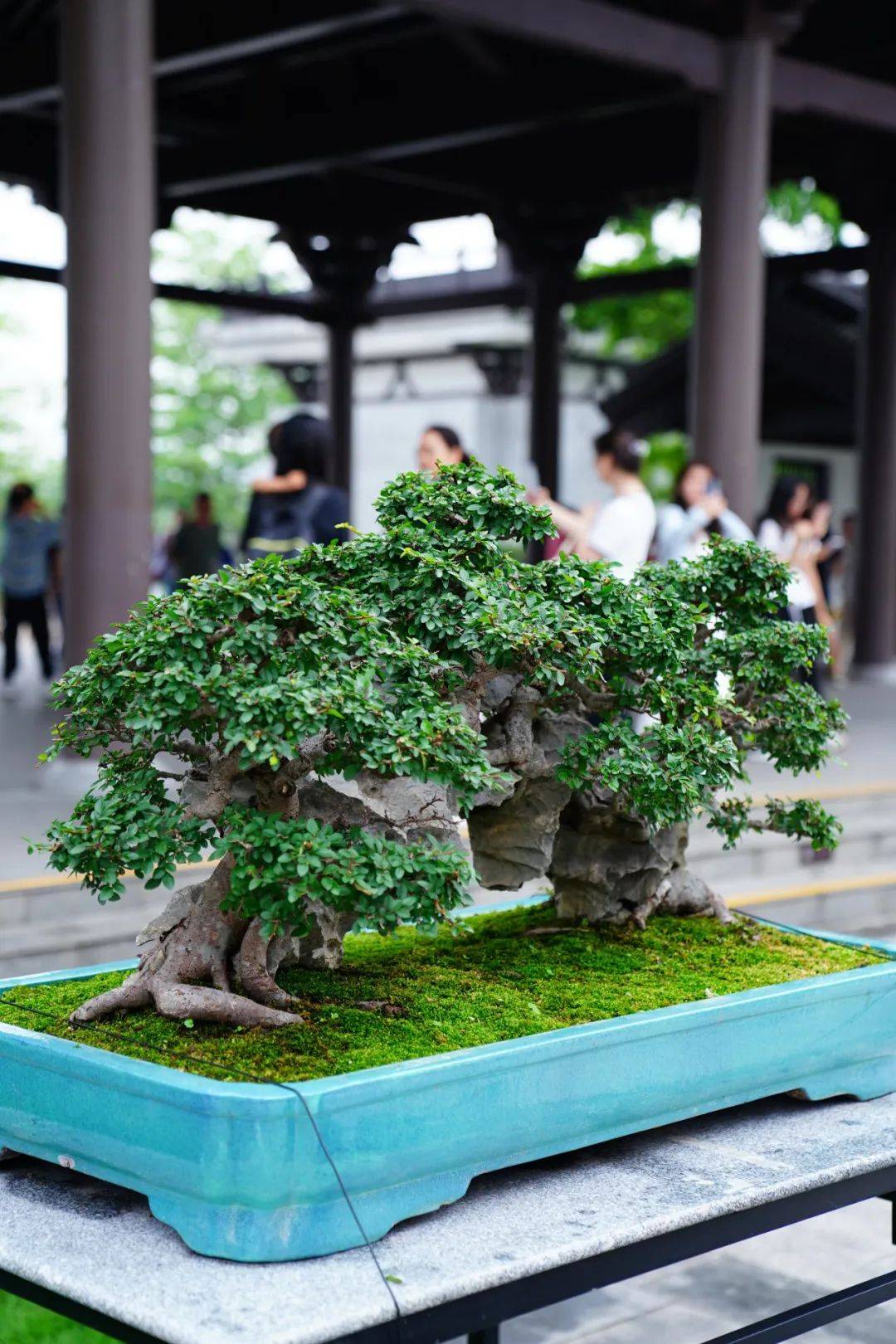 此外,《粤华满枝头——岭南盆景艺术精品展》收官在即,5月19日就是