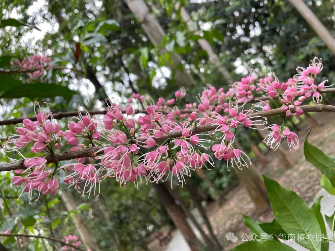 粉萌红茱萸,花开满枝茎