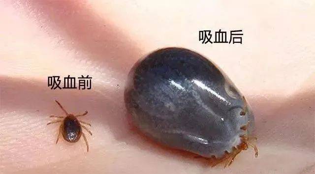 伊蚊_症状_传播