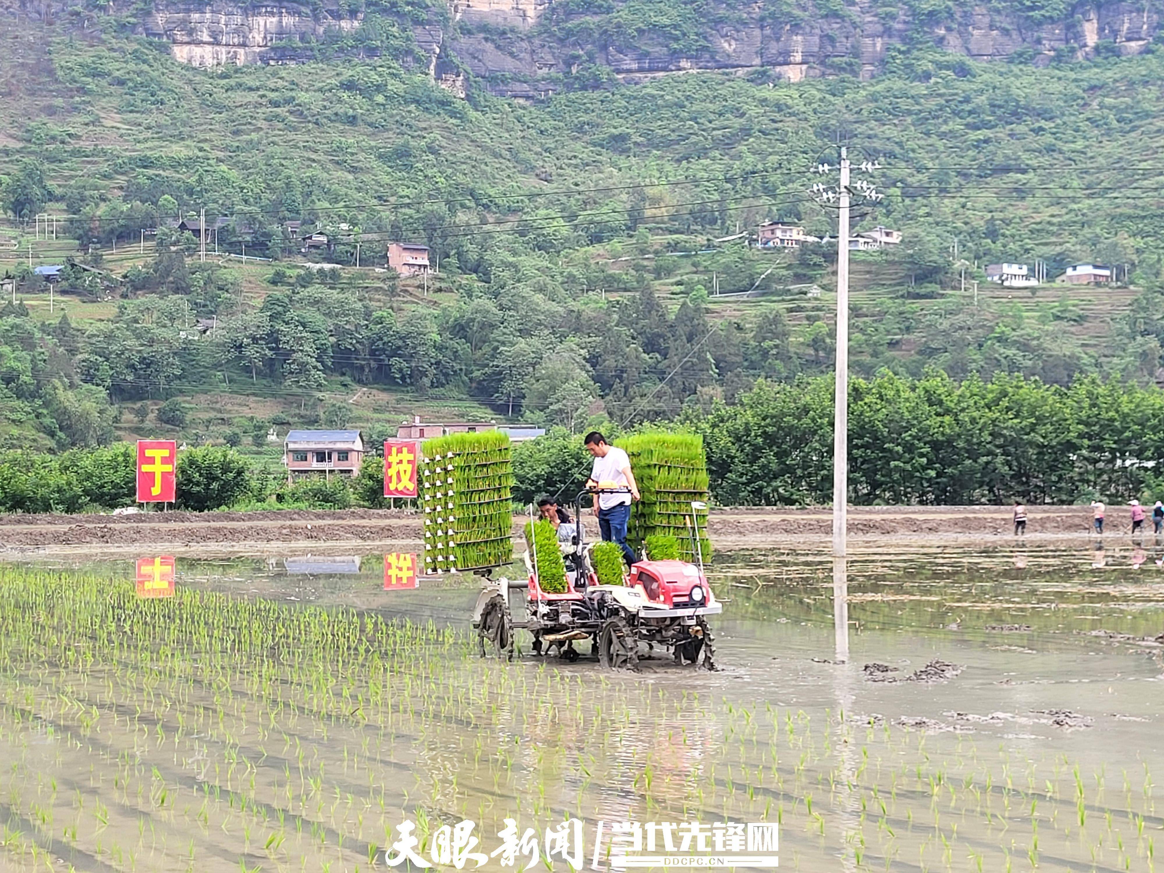 近日,记者走进桐梓县狮溪镇黄坪大坝,纵横交错的稻田水光潋滟,波光