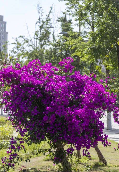 御临河畔蓝花楹浪漫绽放_紫色_两江_新城