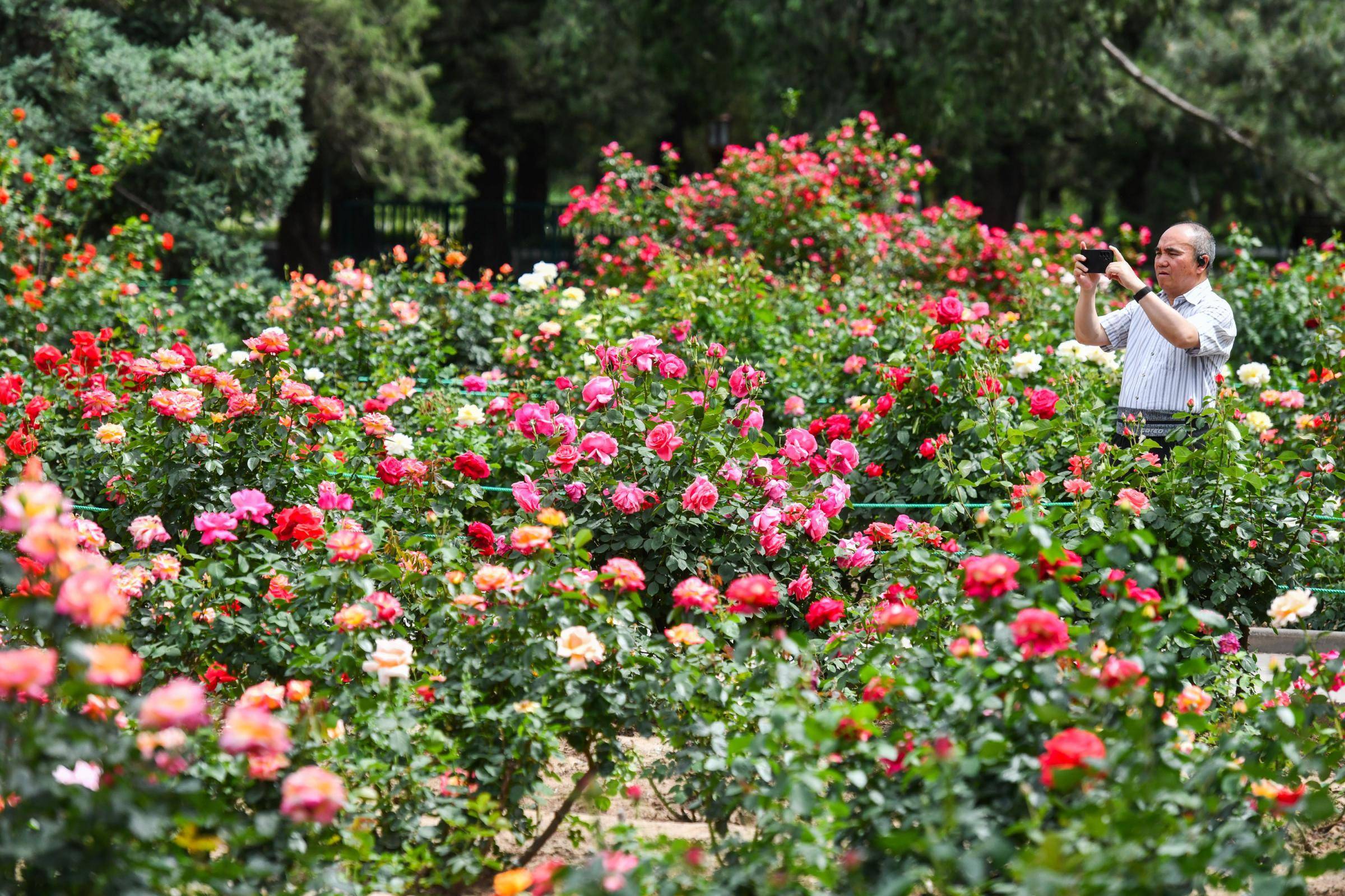 缤纷一夏:天坛月季争奇斗艳