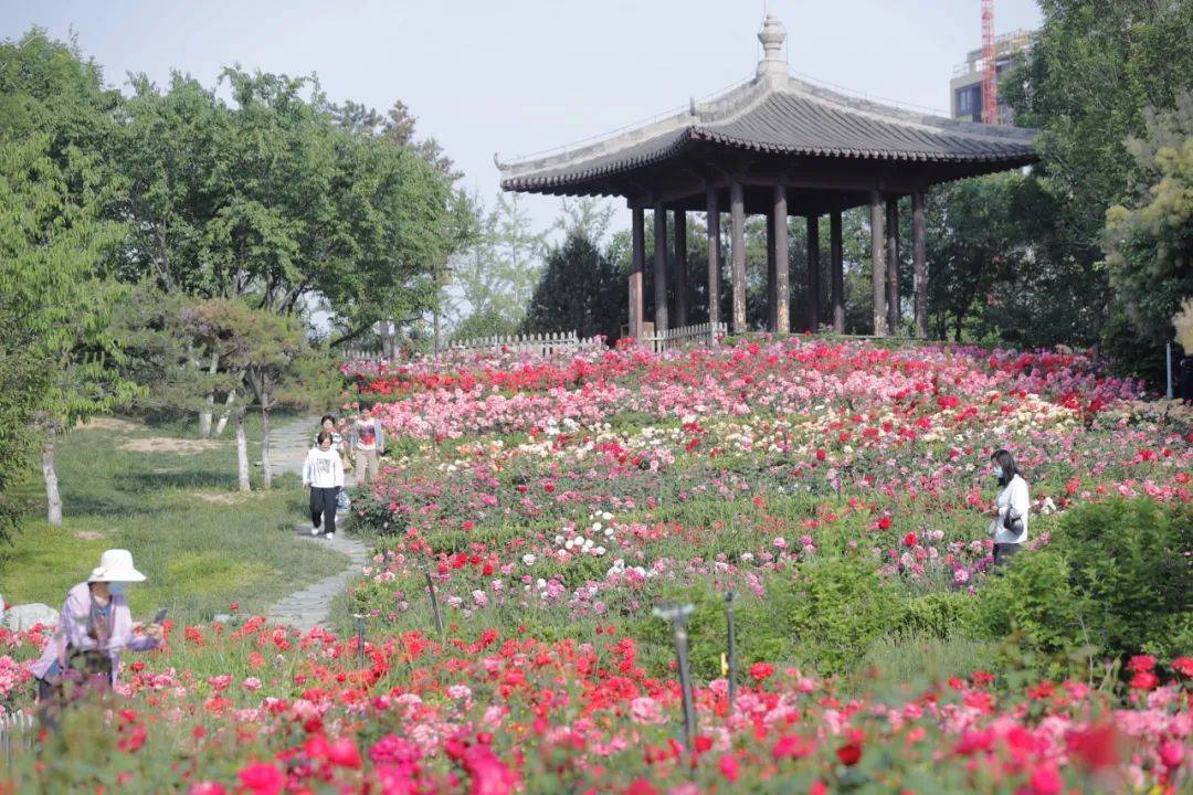 5月14日,清晨的市区瑞丰公园内,鲜花娇艳欲滴.