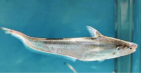 检察监督守护长江精灵 张家港护航洄游刀鱼安全启程