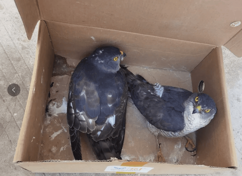 无为警民联手救助国家野生保护动物_雏鸟_雀鹰_群众