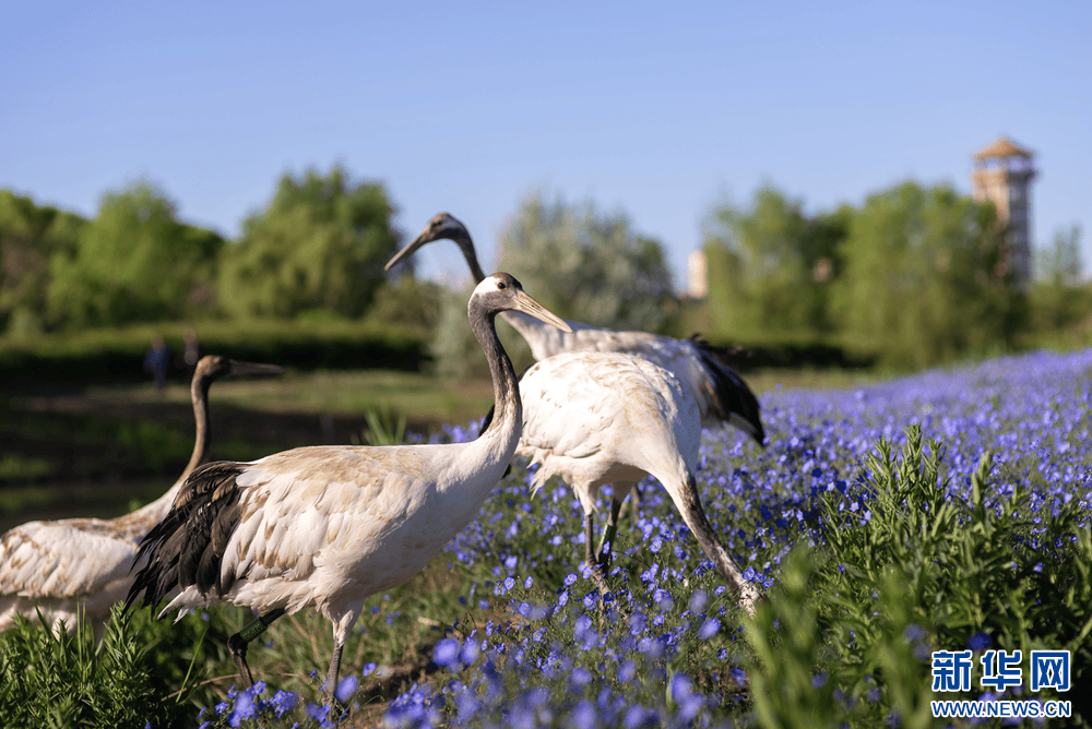 甘肃张掖:鹤映花海生态美_刘旭明_美景_河西