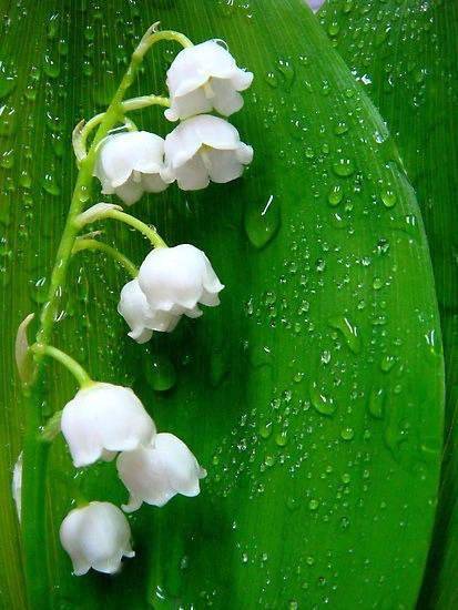 大搜集丨自然界神奇的植物!