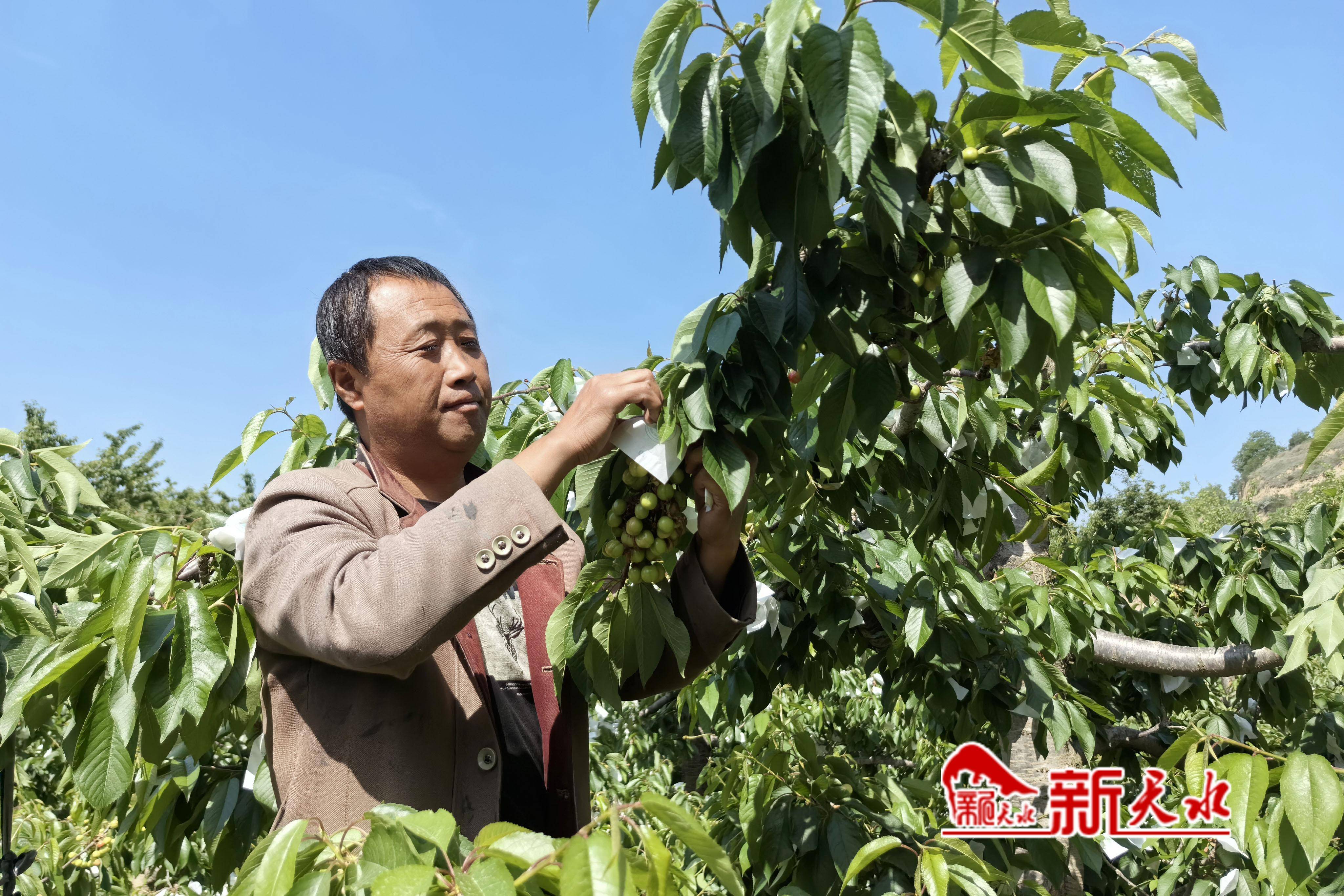 5月15日,在秦州区中梁镇红卫村,果农正
