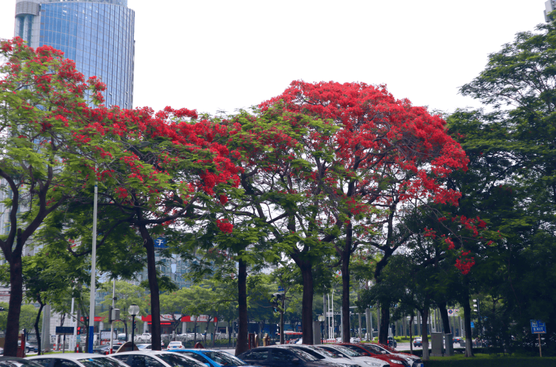 惊艳初夏,蓬江的凤凰木红了!_公园_发展大道_空间