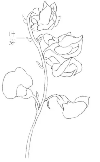 【国画教程】 白描花卉【锦带花】【豌豆花】线描画法示范