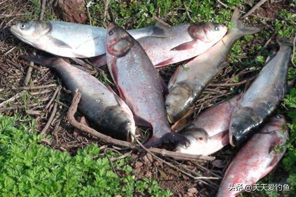 野钓鲢鳙用饵量巨大,几个自制奇效饵料配方,少成本多钓鱼_食物_状态_效果