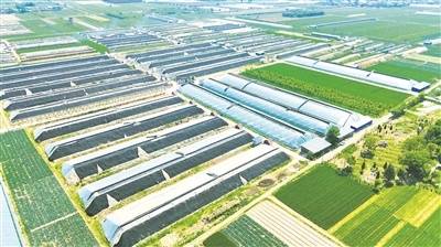 是陕西省第一个被农业农村部确定的国家级蔬菜标准化示范县,经过40