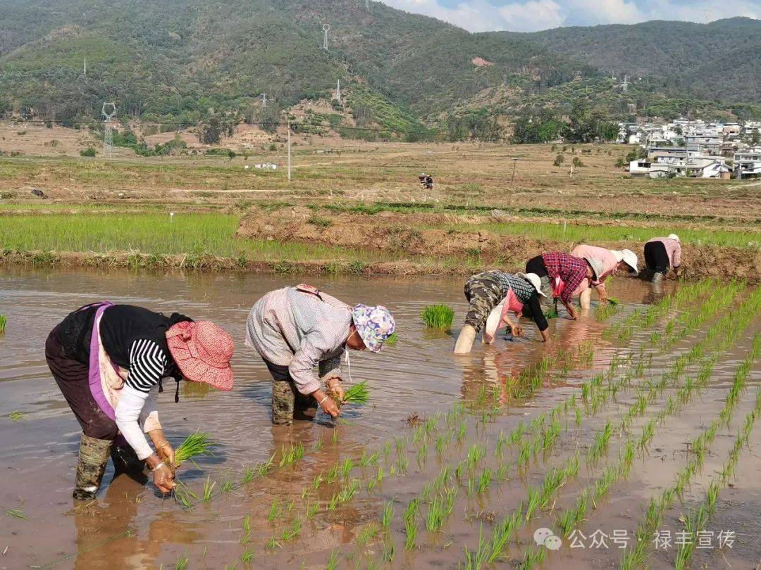 禄丰:抢抓农时插秧忙 跑出春耕加速度