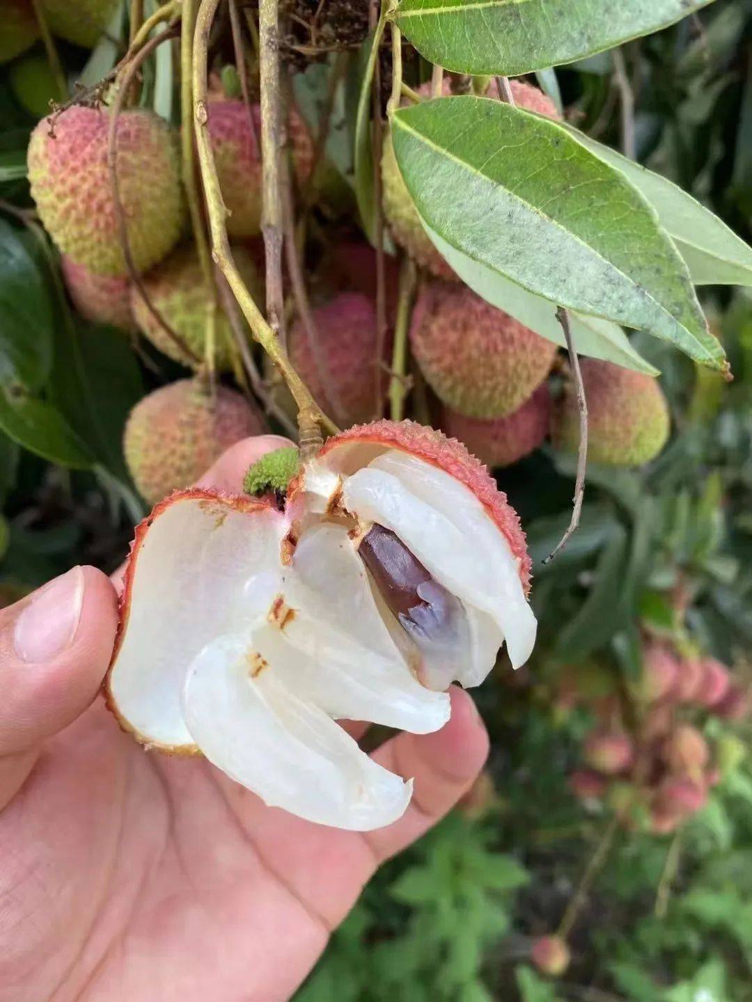 肉厚核小,晶莹饱满,清甜浓香～冰箱冷藏一下,夏天超过瘾!