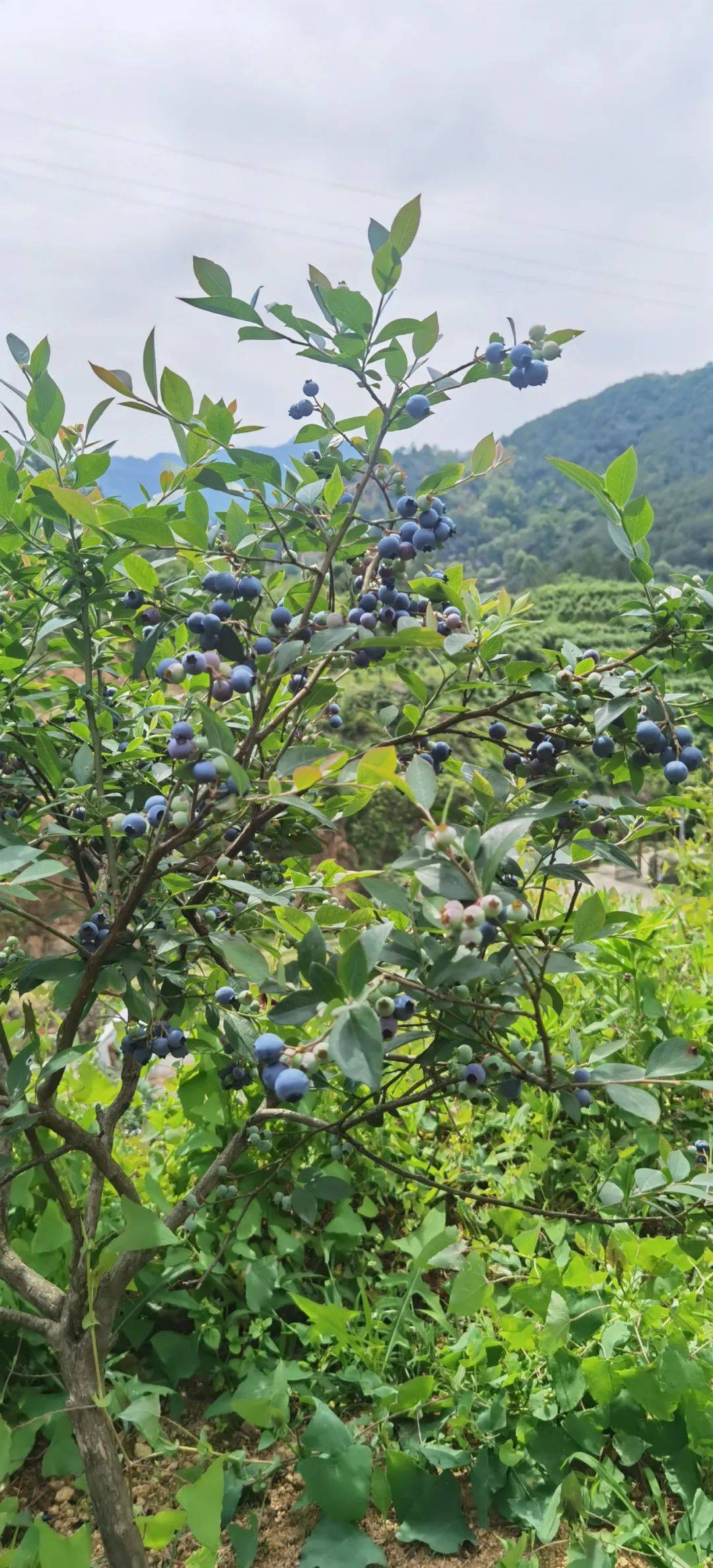 据老板介绍,蓝莓这几天已经达到最佳的采摘和食用状态,且天气晴好