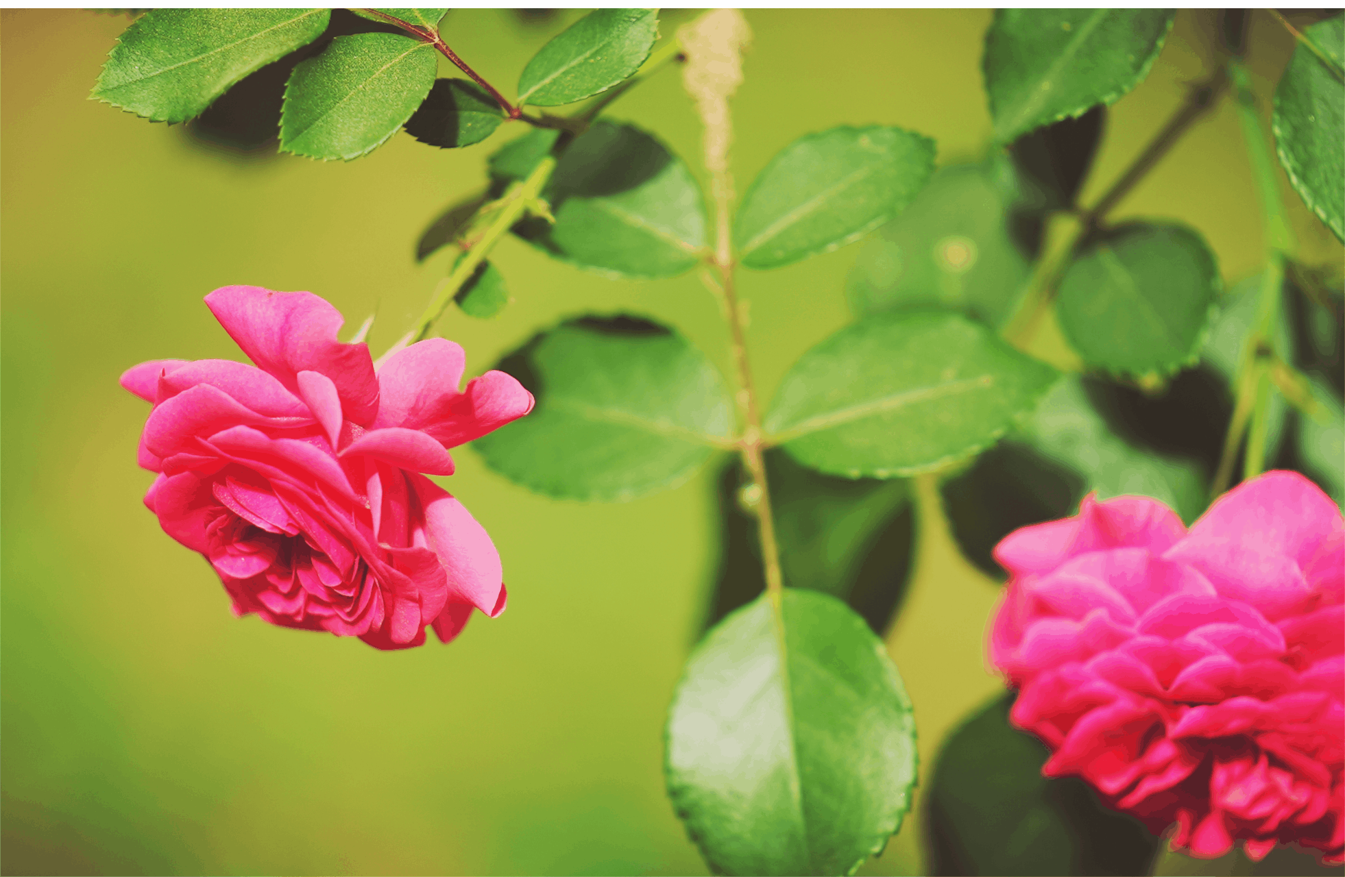 墨玉:"致富花"点缀美丽乡村