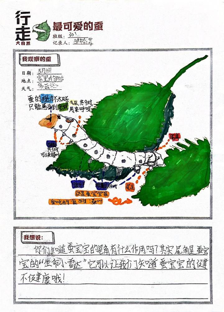 教科版三年级科学上册表格式教案_教科版三年级上册科学教学设计_科教版三年级上册科学教案设计