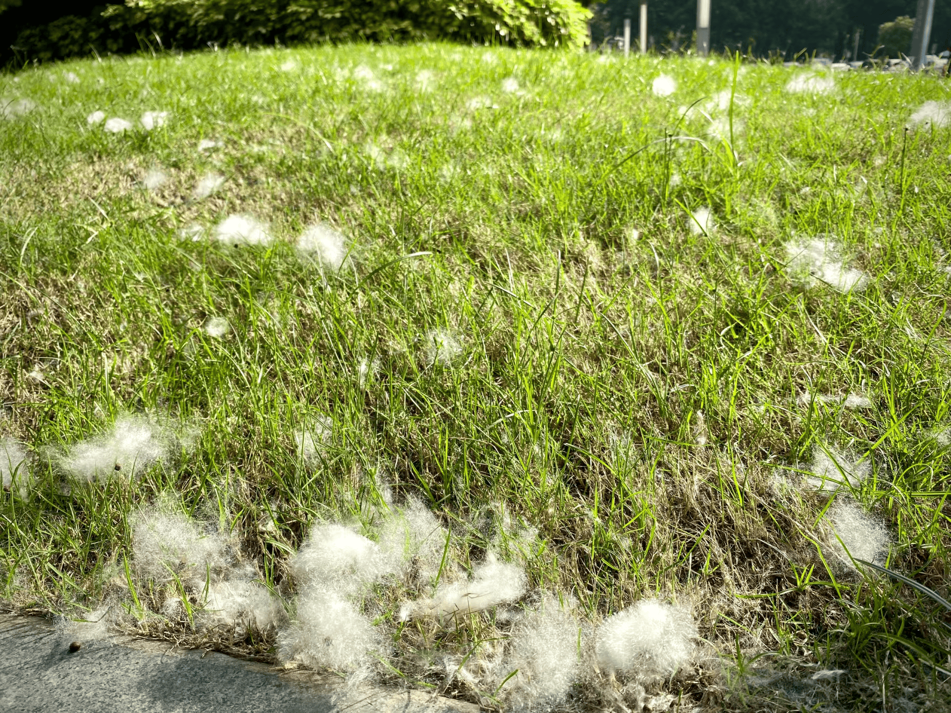 木棉花飘絮满天飘图片图片