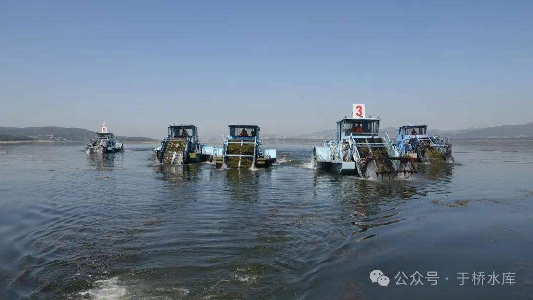 津云:保障"大水缸"供水安全!于桥水库水草清理工作全面展开