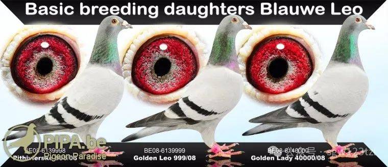 迪克.凡登布克如何建立起来的快速鸽系