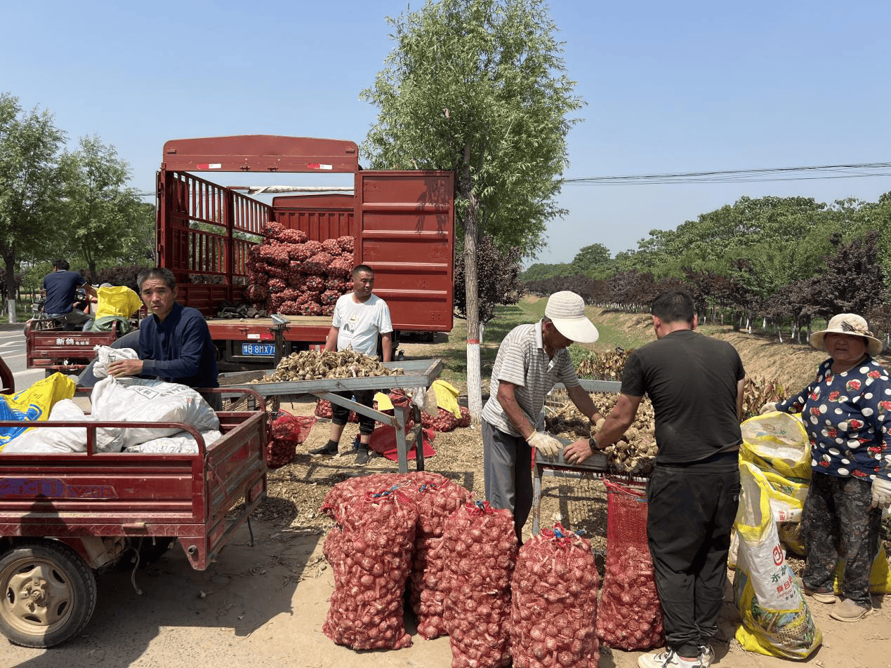蒜香飘远,幸福满仓.