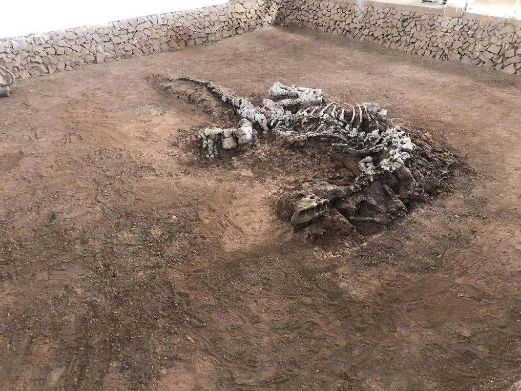 在澄江化石地世界自然遗产博物馆,有5亿年前的人类先祖"凤姣昆明鱼"