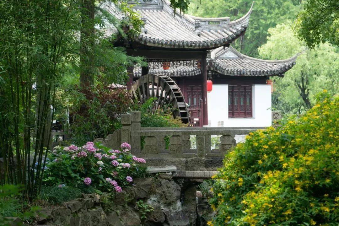 上海古猗园嘉定区初夏来临,长风公园迎来了月季花的盛放季.