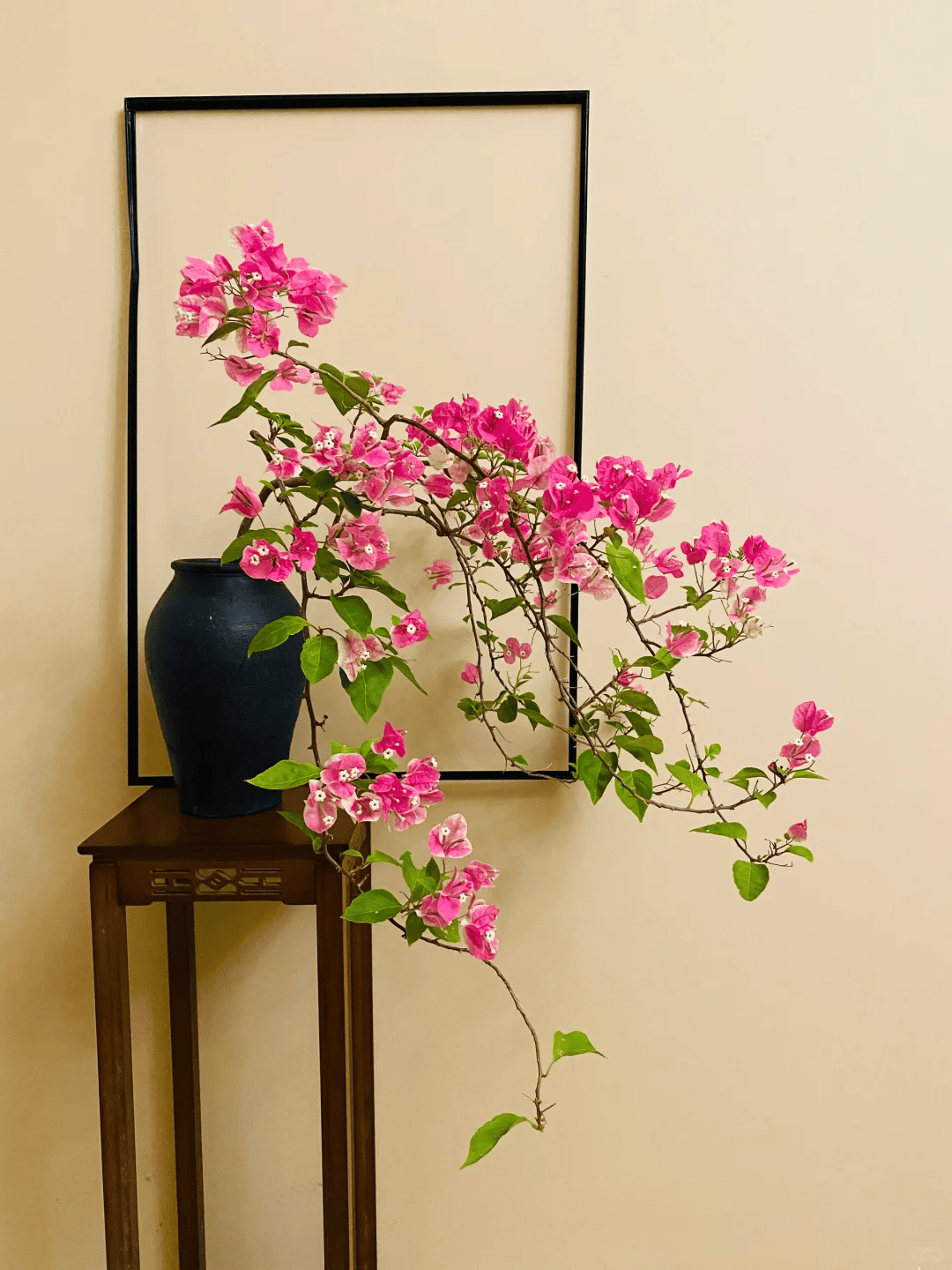 多年之后才发现,被无数人吹捧的"三角梅",就是一个"大坑货"