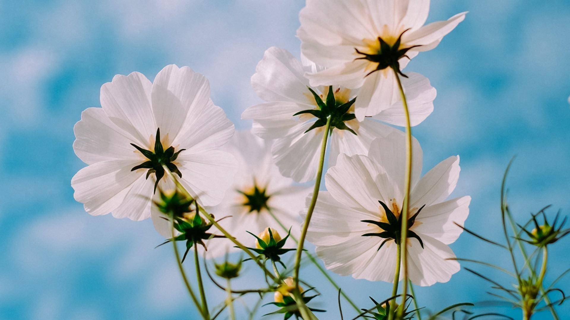 好看的花花图片唯美图片