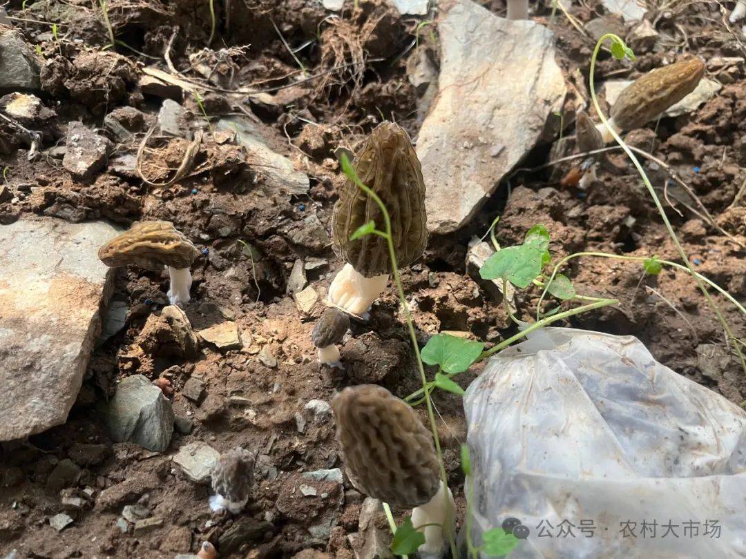 今日播出|小小羊肚菌 致富主力"菌"_种植_瑞通_宏达