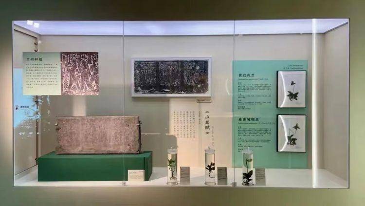 国际博物馆日 | "草木语:中古图像中的植物世界"展亮相深博,"南国草木